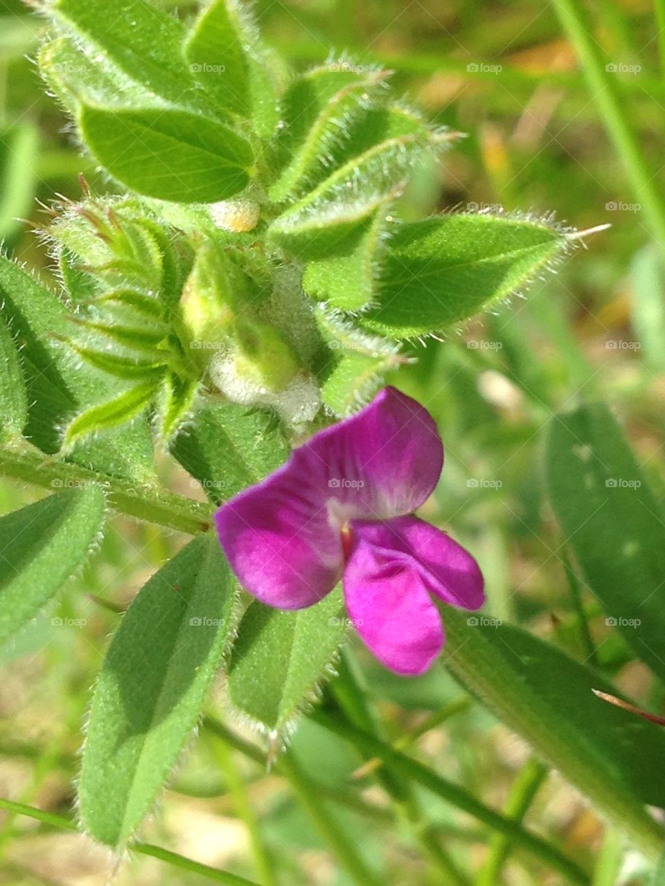 Pink wild flower