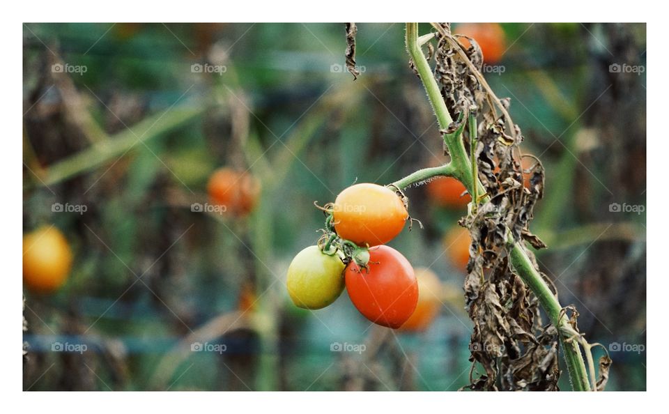 ripe tomatoes