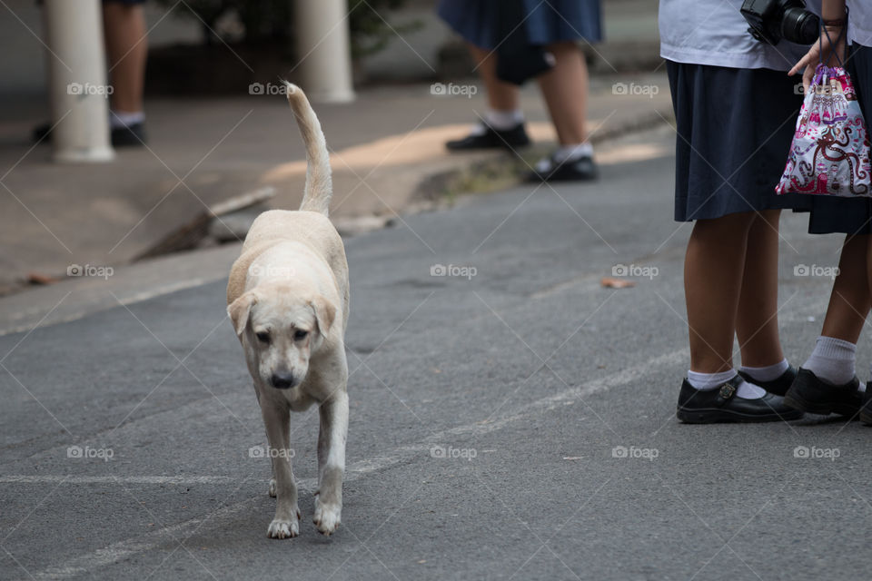 Street, People, Dog, Road, Portrait