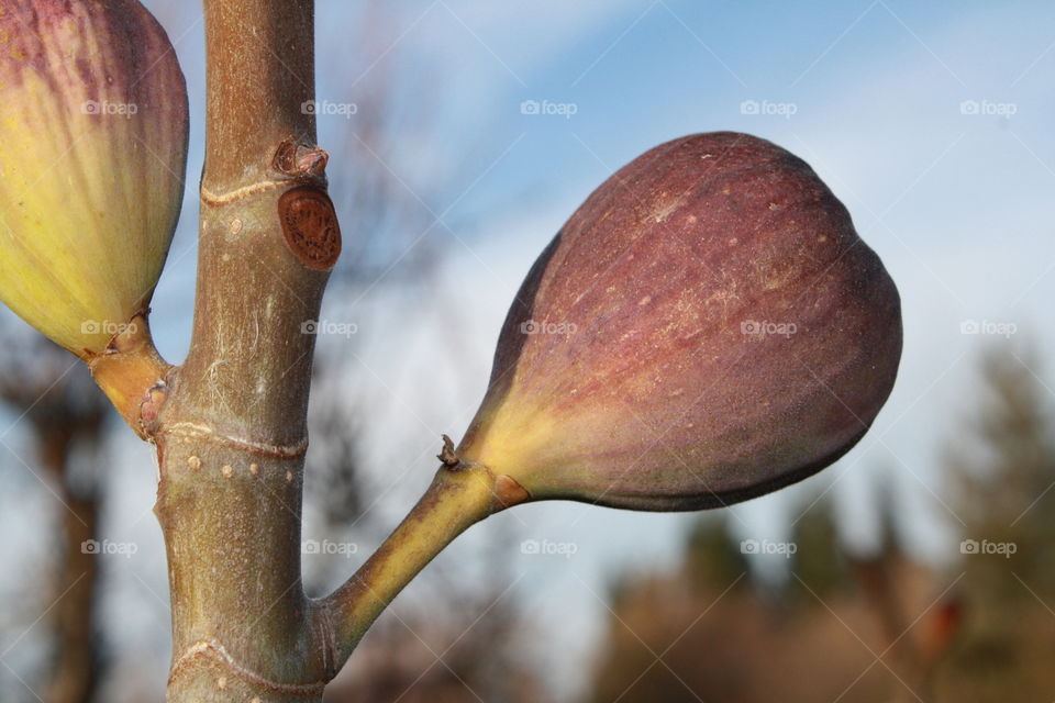 Figs 