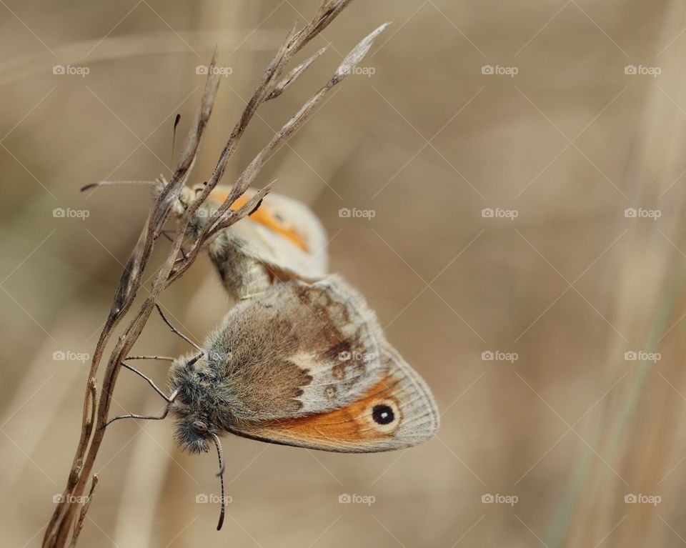 Mating Small Heath butterfly