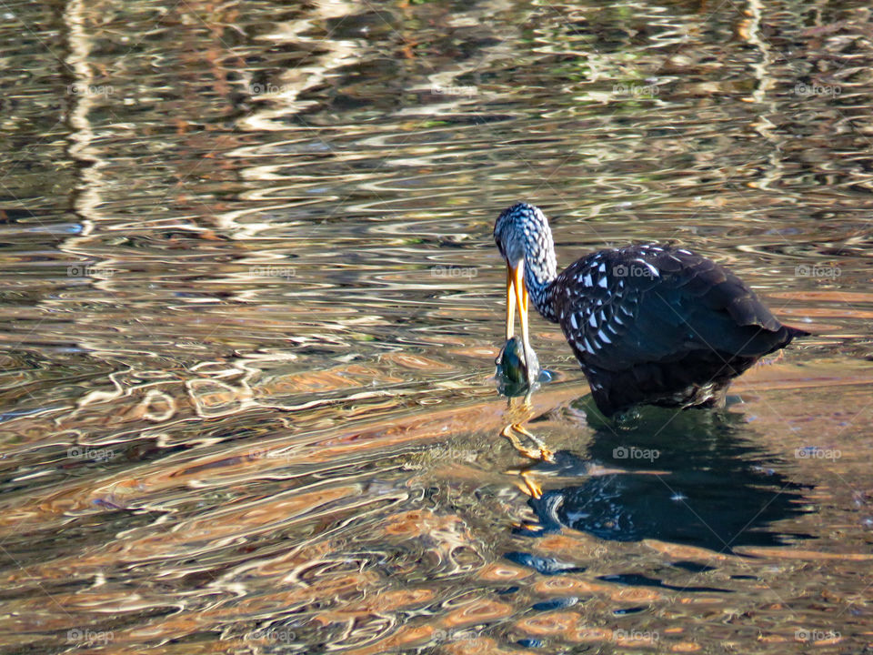 Limpkin