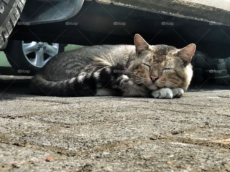 sleep under the car...lazy cat