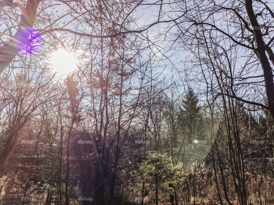 Forest sunshine