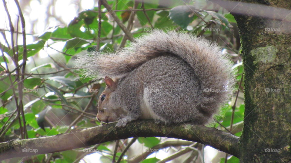Squirrel
