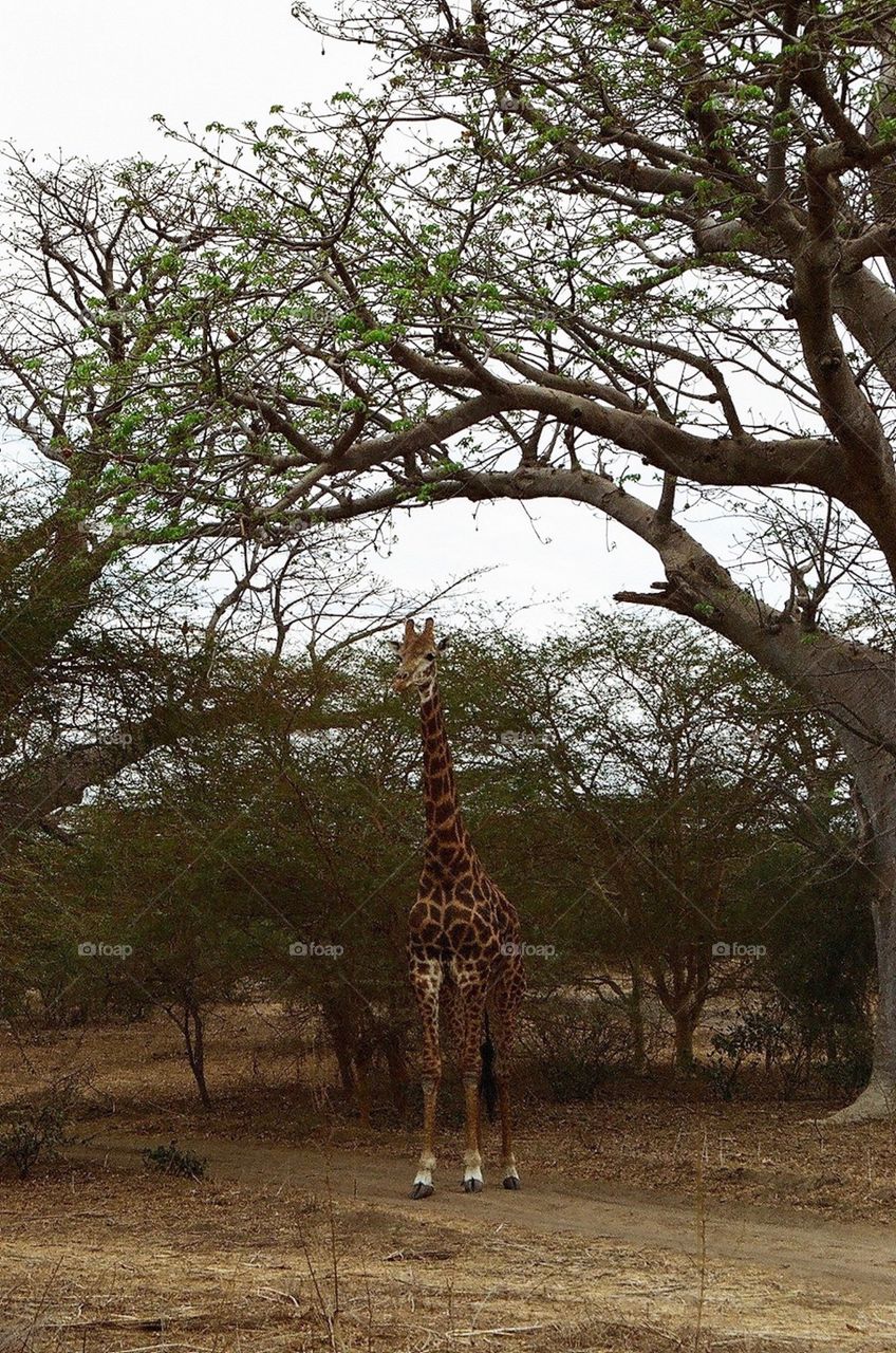 Photo safari, Zambia