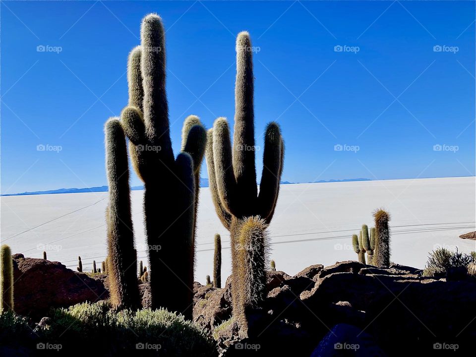 On the outskirts of the “Uyuni Salt Flats” in “Bolivia” gigantic cactuses grow or on the “Isla Incahuasi” an outcrop of land and former island in the center of the flats. These cactuses grow up to ten meters in height. 2022. Hypnotic Productions