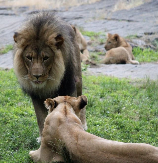 Lions