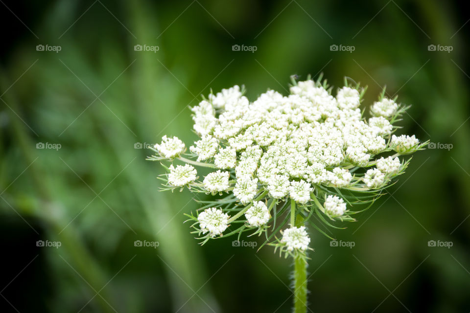 Cenolophium Denudatum Baltic Parsley White Flower On Green Background
