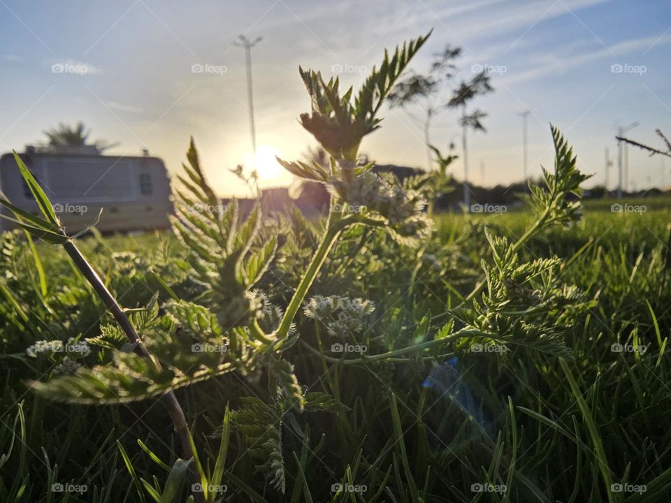 Green plants with the sunshine