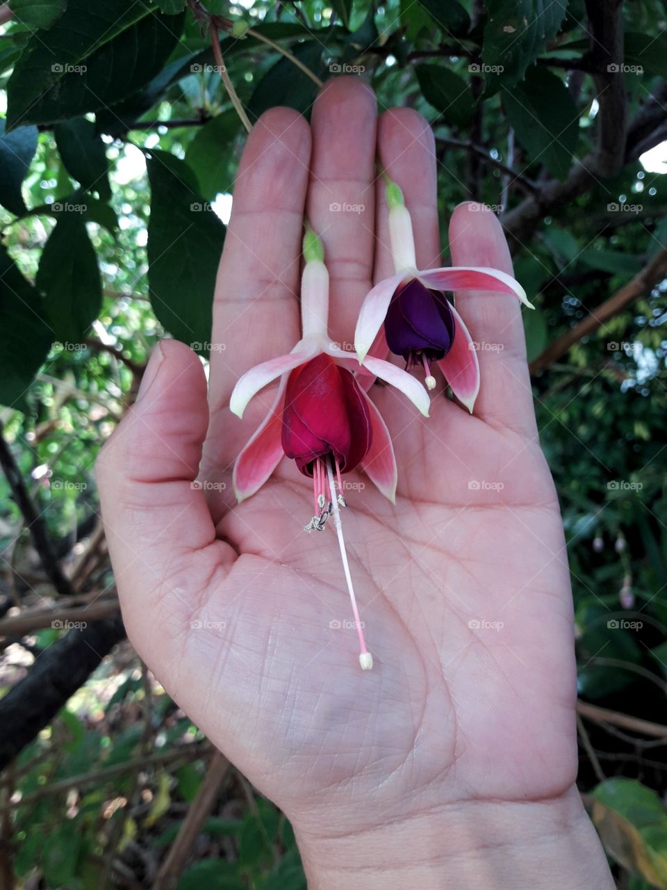Hand touching gentlely  tropical flowers