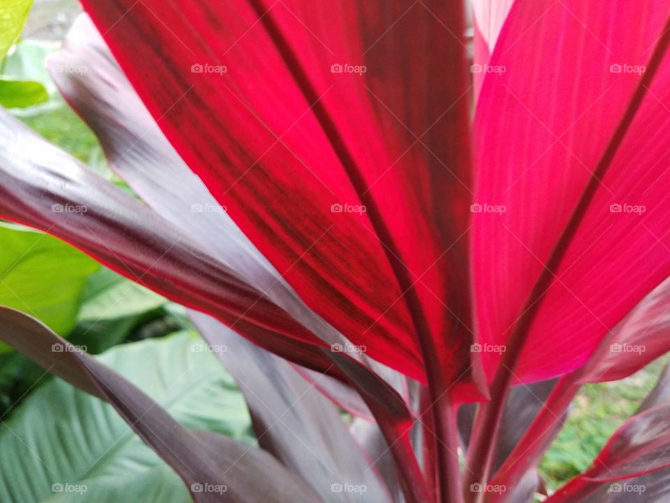 Red Plants