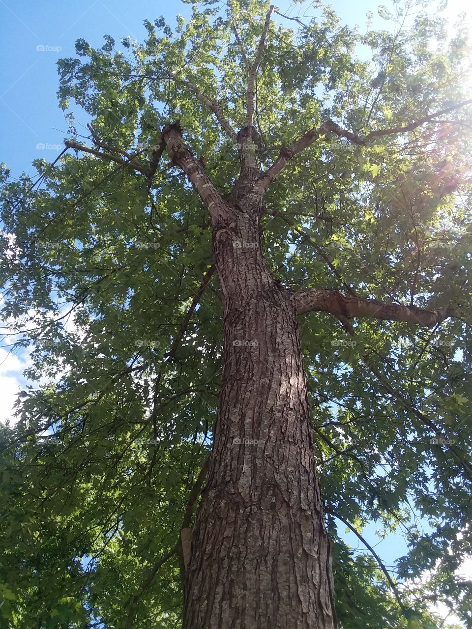 A Tree to the Heavens