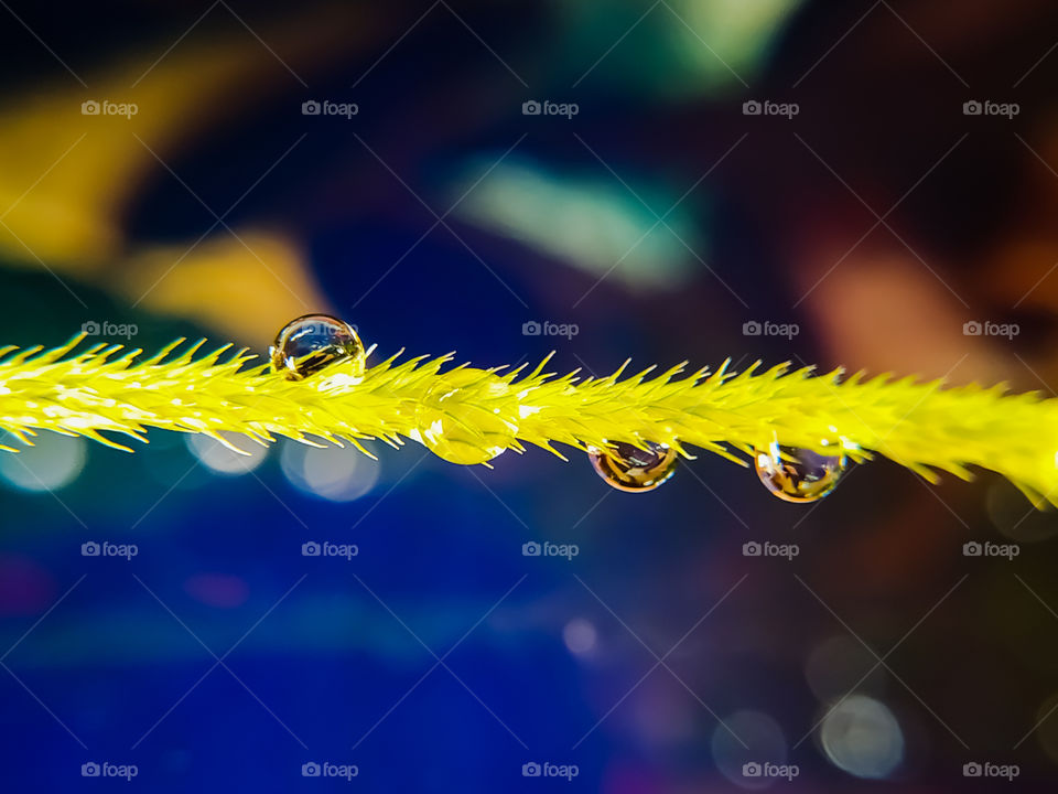beautiful water droplets on the wild grass surface with bokeh background.