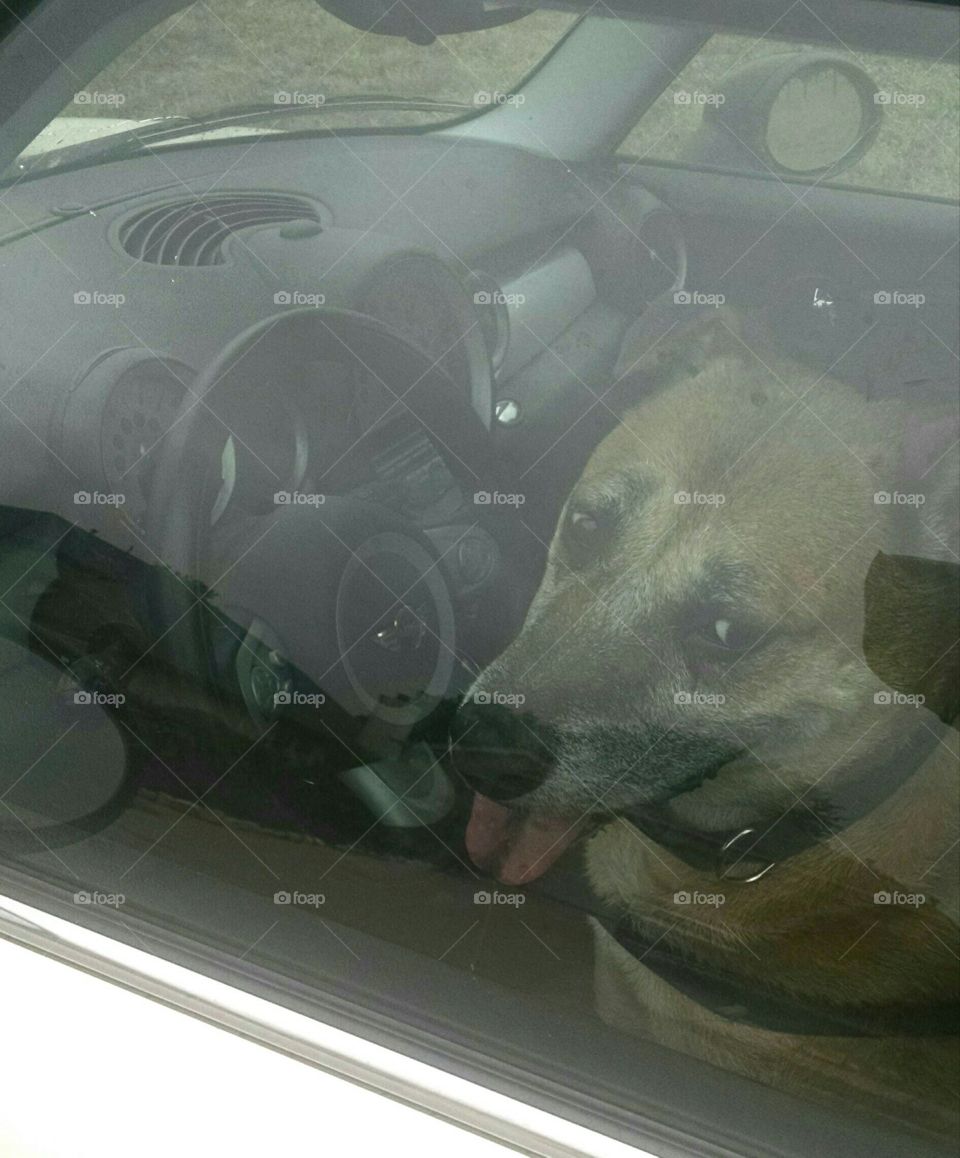 dog waiting in car