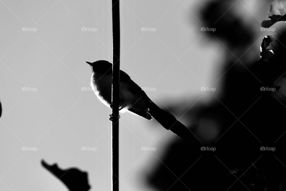 New Holland honeyeater bird (Australian) silhouette, perched on wire, view looking up, Australian wildlife