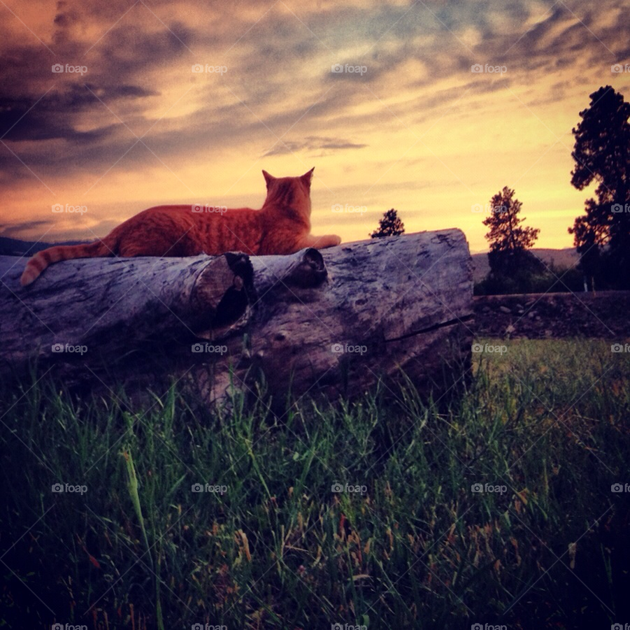 summer sunset cat pet by brahamd