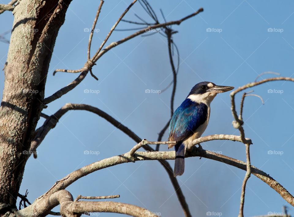 Forest Kingfisher  at a wetlands in Queensland