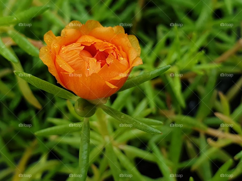 my beautiful Portulaca grandiflora