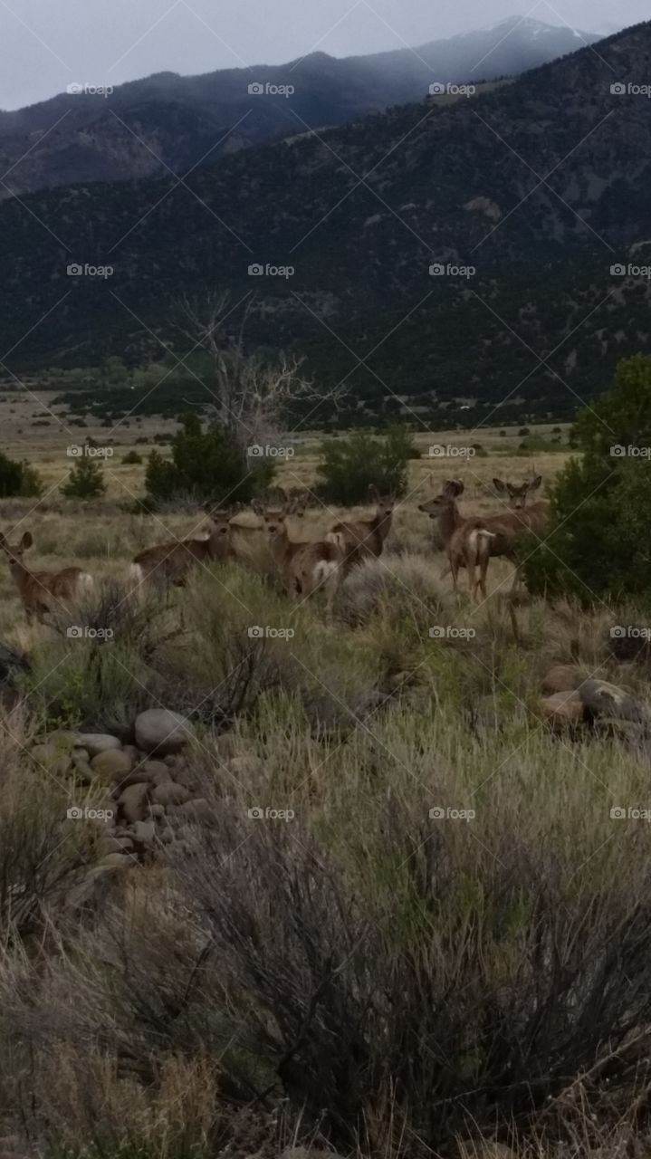 Mountain deer colorado