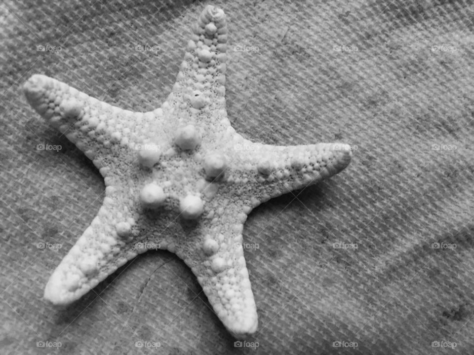 Starfish 