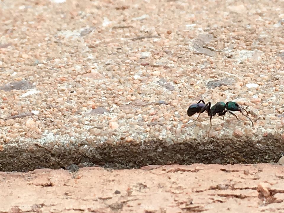 Working ant the biting kind with pincers crawling along stone paver toward nest 