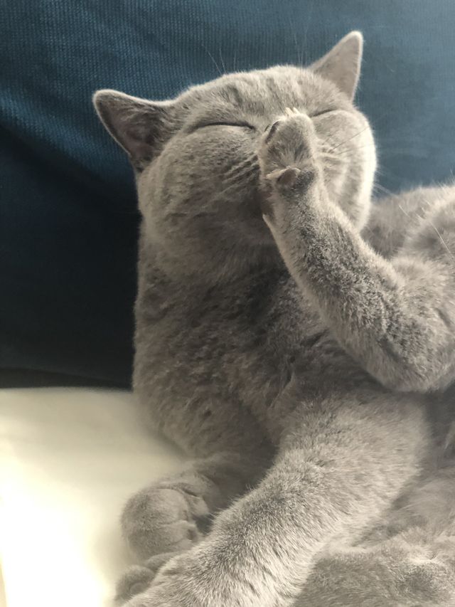 Cat bath
