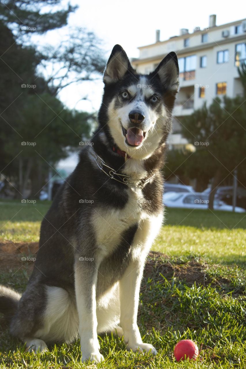 The best dog, grey hasky, dog in the street