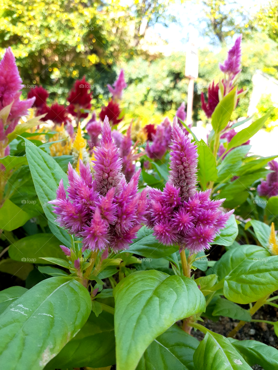 portrait of a flower