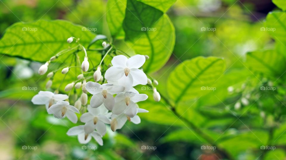 Wild Water Plum Flower