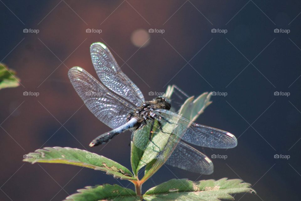 Stunning dragonfly on the leaf