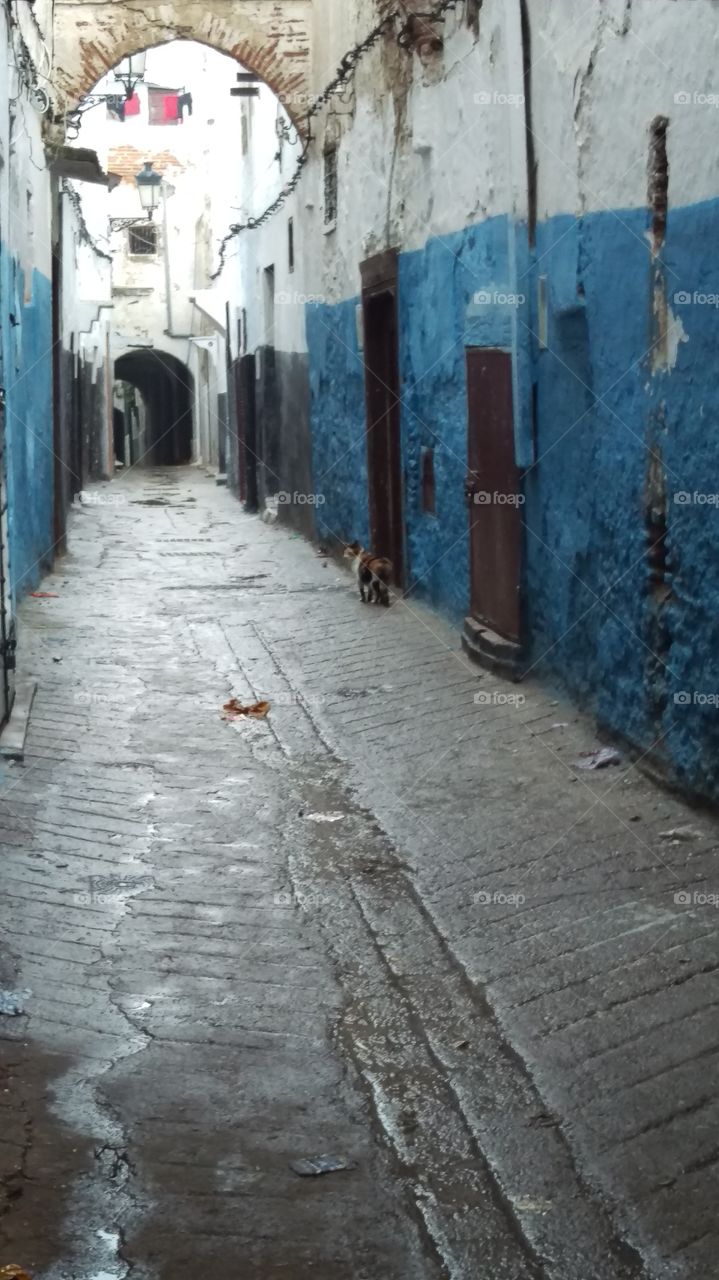 Alley cat