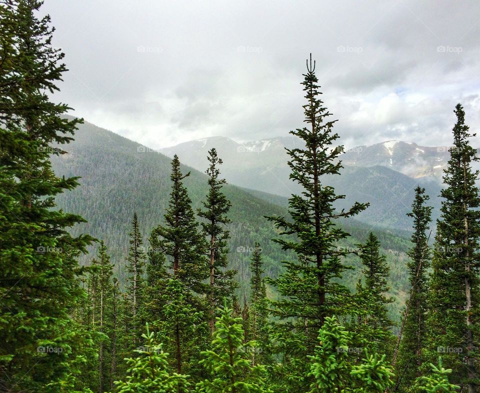 Pines in Colorado Mountains 