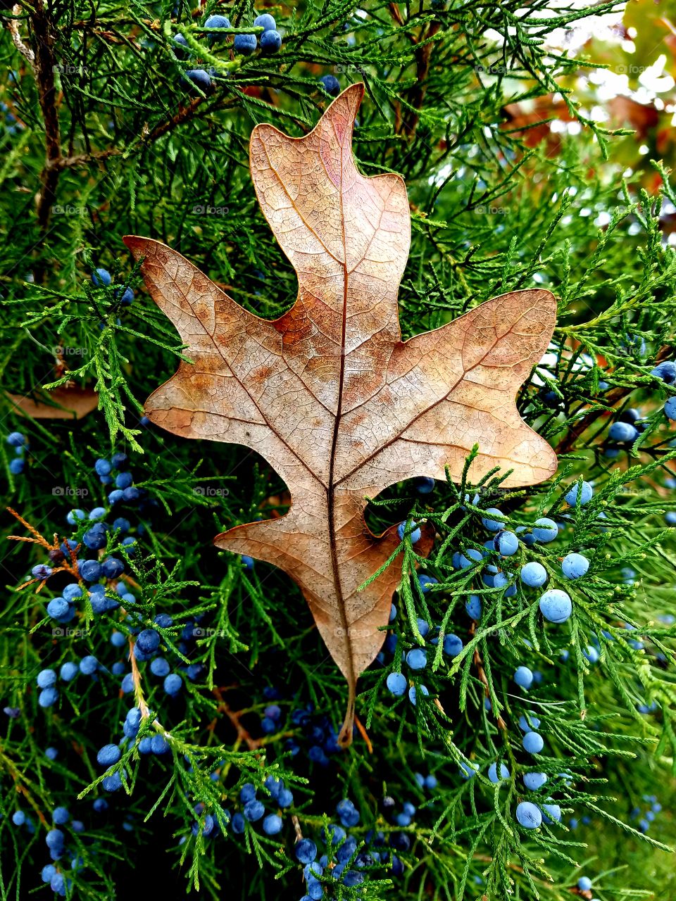 contrasts
  dry leaf on