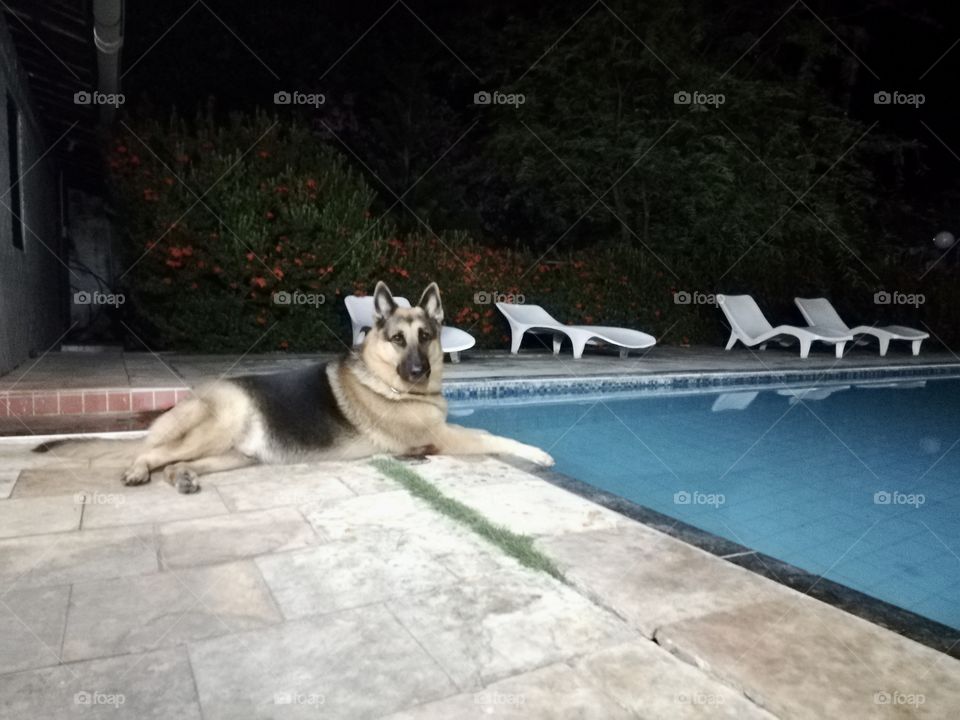 Dog near swimming pool 