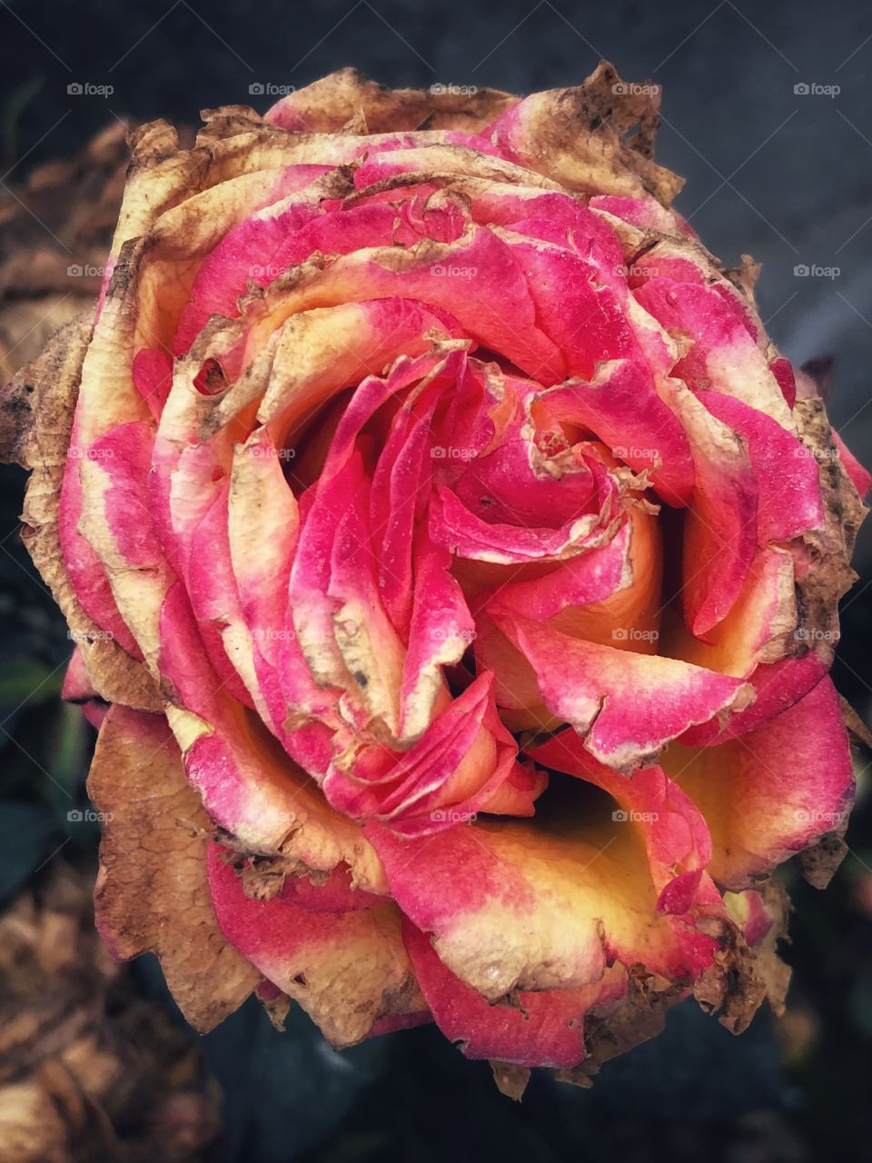 Death rose
