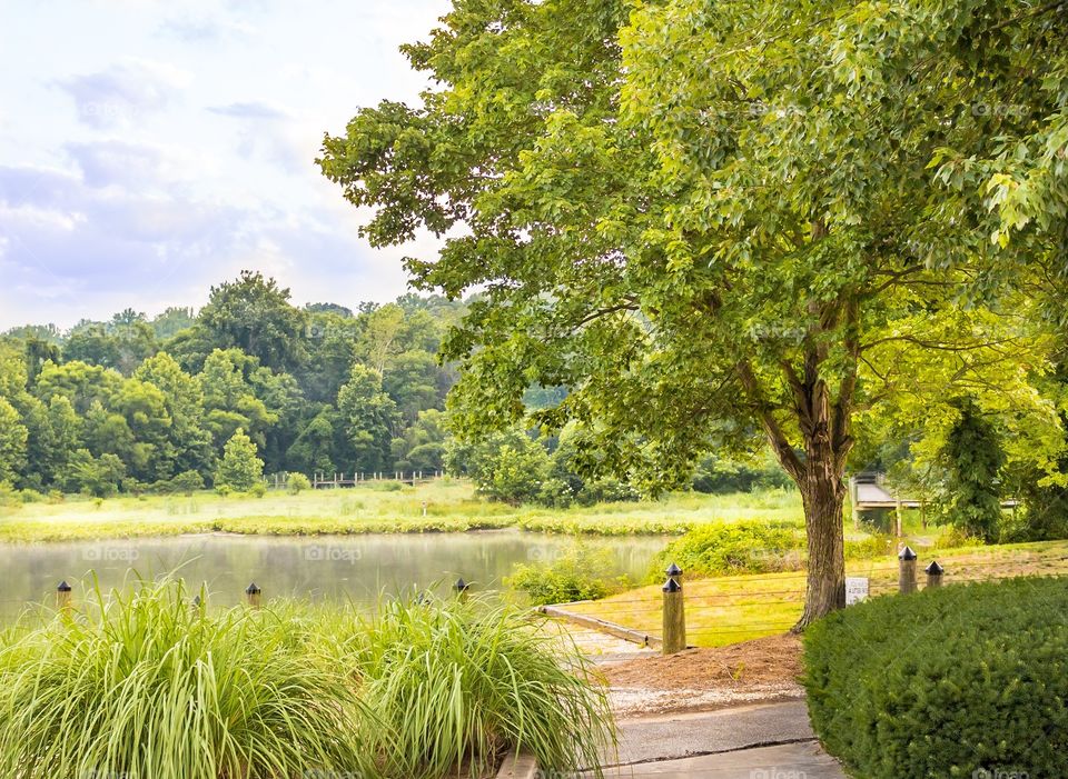 Pond pier and trees