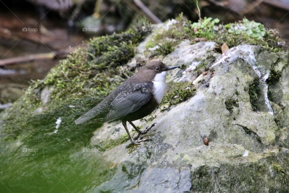 Dipper 