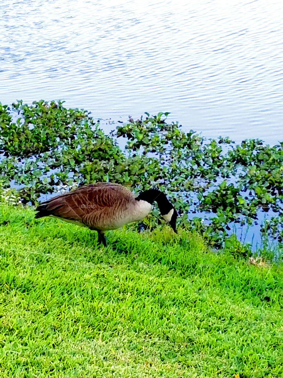 Goose by the lake