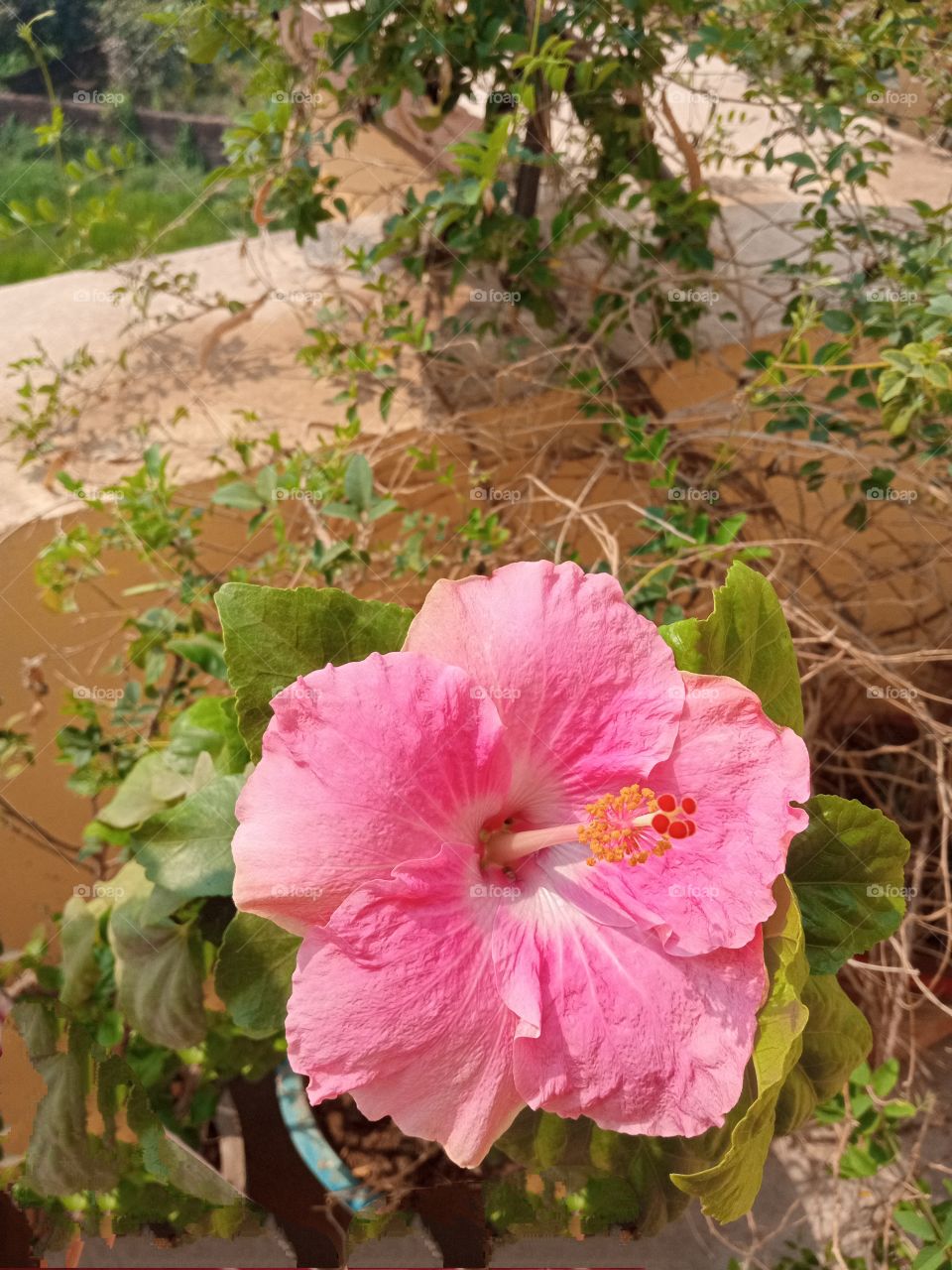 beautiful hibiscus🌺