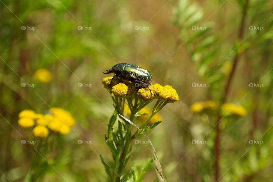 Beetle on a flower