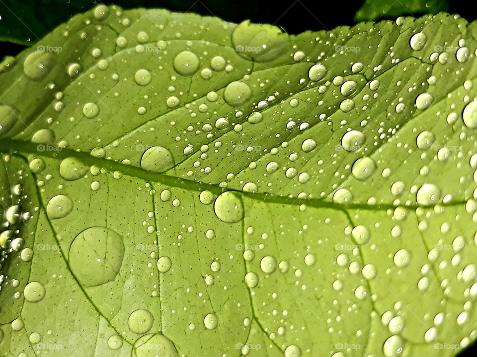 Leaf 💧🍃