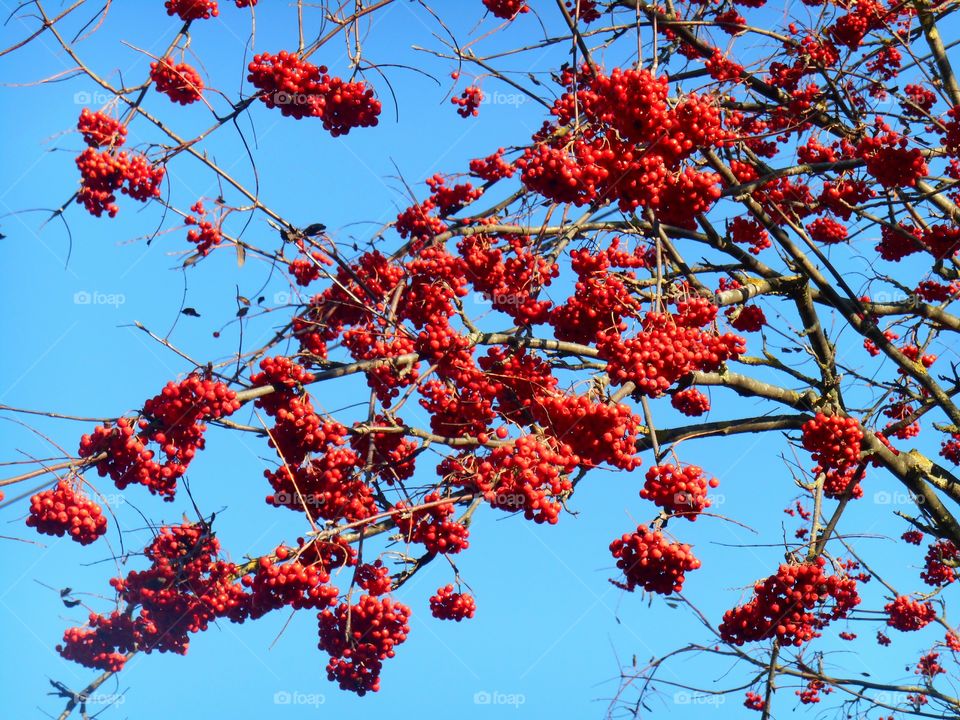 red rowan