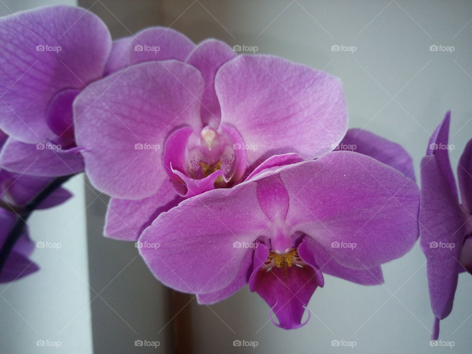 orchidej