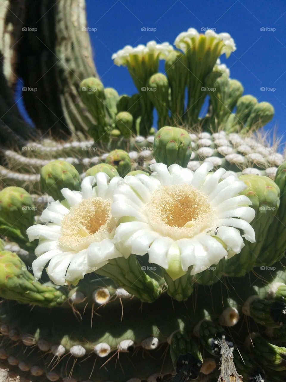 Arizona desert in full bloom