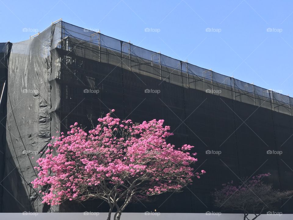 Spring and Construction