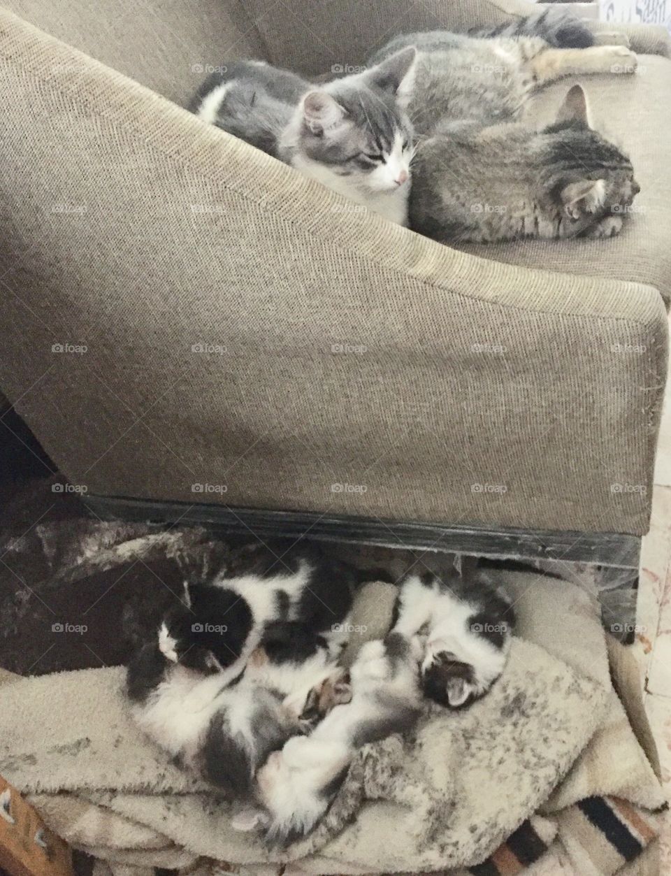 Cat, Kitten, Pet, Domestic, Animal