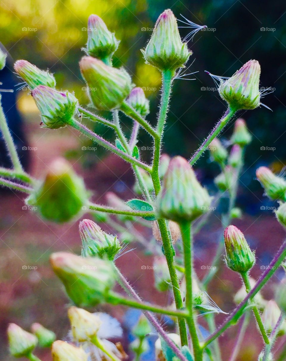 Flower buds 