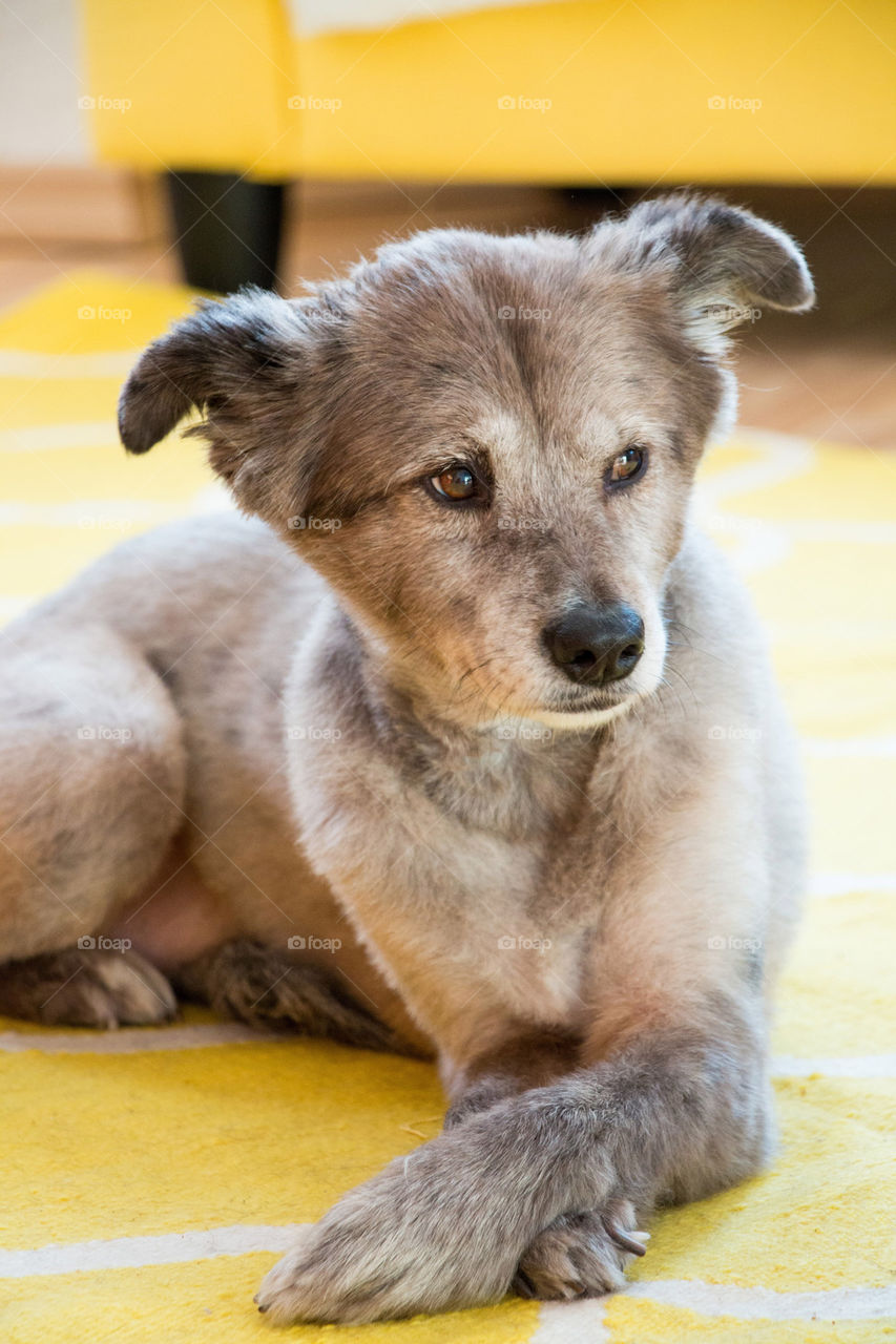 Close-up of dog looking away