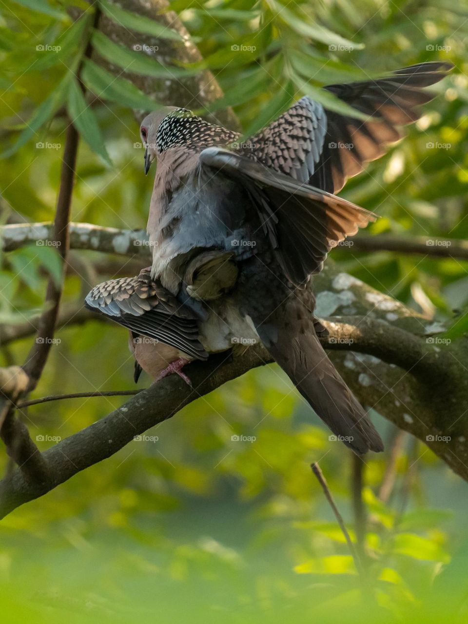 Mating